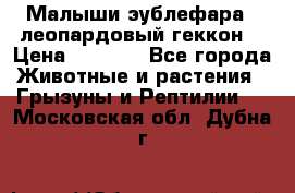 Малыши эублефара ( леопардовый геккон) › Цена ­ 1 500 - Все города Животные и растения » Грызуны и Рептилии   . Московская обл.,Дубна г.